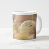 Noord-Afrika. Fennec Fennecus zerda) Grote Koffiekop (Voorkant rechts)