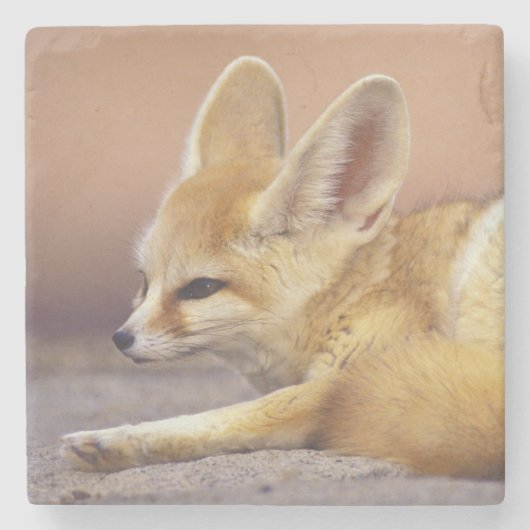 Noord-Afrika. Fennec Fennecus zerda) Stenen Onderzetter (Voorkant)