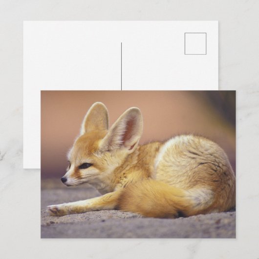Noord-Afrika. Fennek Fennecus zerda) Briefkaart (Voorkant / Achterkant)
