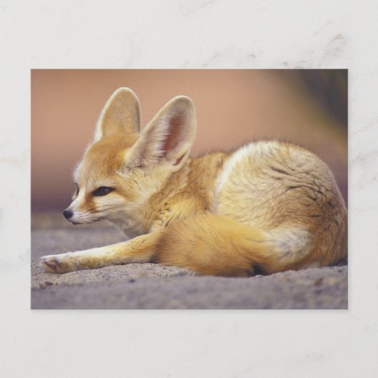 Noord-Afrika. Fennek Fennecus zerda) Briefkaart (Voorkant)