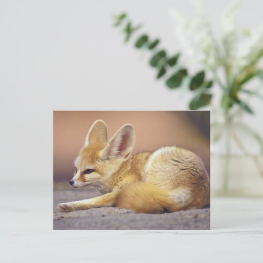 Noord-Afrika. Fennek Fennecus zerda) Briefkaart (Staand voorkant)