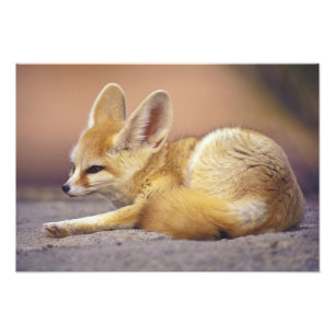 Noord-Afrika. Fennek Fennecus zerda) Foto Afdruk