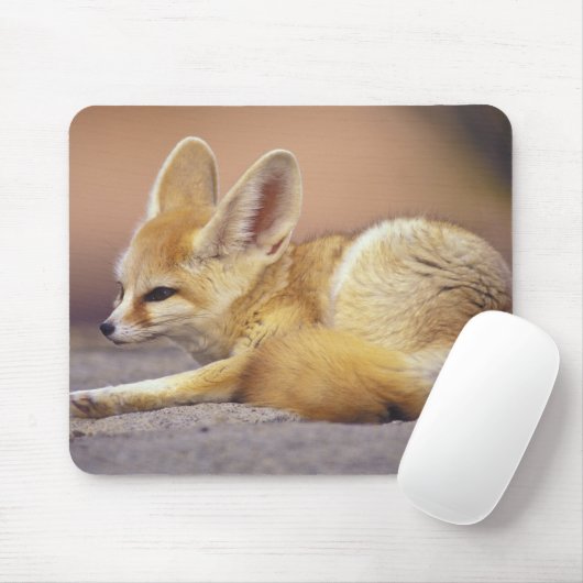 Noord-Afrika. Fennek Fennecus zerda) Muismat (Met muis)