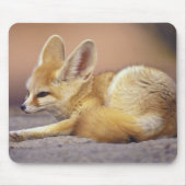 Noord-Afrika. Fennek Fennecus zerda) Muismat (Voorkant)
