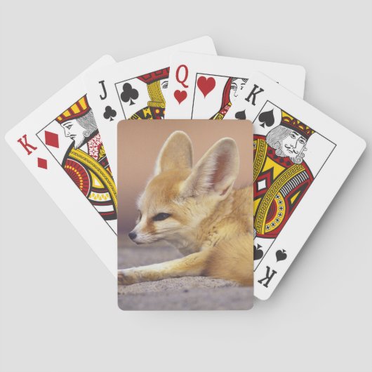 Noord-Afrika. Fennek Fennecus zerda) Speelkaarten (Achterkant)