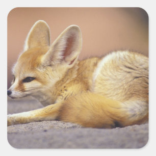 Noord-Afrika. Fennek Fennecus zerda) Vierkante Sticker