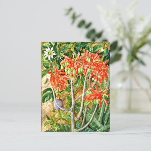 Noord - Aloe en Passiebloem, Zuid-Afrika, Briefkaart (Staand voorkant)