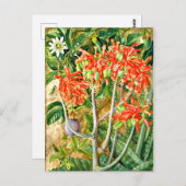 Noord - Aloe en Passiebloem, Zuid-Afrika, Briefkaart (Voorkant / Achterkant)