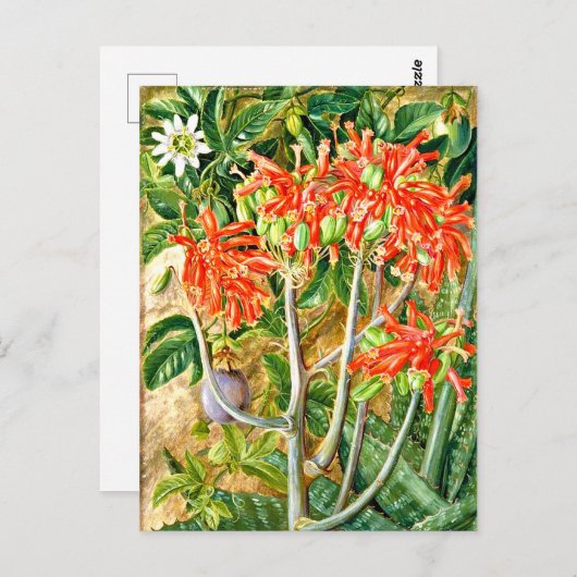 Noord - Aloe en Passiebloem, Zuid-Afrika, Briefkaart (Voorkant / Achterkant)