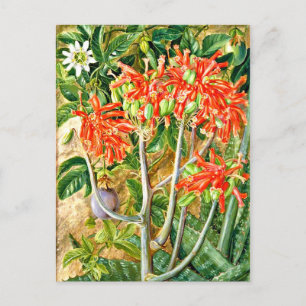 Noord - Aloe en Passiebloem, Zuid-Afrika, Briefkaart