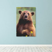 Noord-Amerika, Californië, beer kaneel zwart Canvas Afdruk (Insitu (Houten vloer))