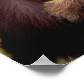 Noord-Amerika, Californië, beer kaneel zwart Poster (Hoek)