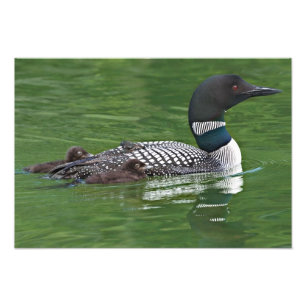 Noord-Amerika, Canada, British Columbia Foto Afdruk