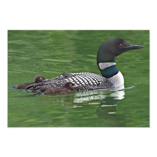 Noord-Amerika, Canada, British Columbia Foto Afdruk (Voorkant)