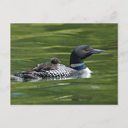 Noord-Amerika, Canada, British Columbia, Lac Le Briefkaart (Voorkant)