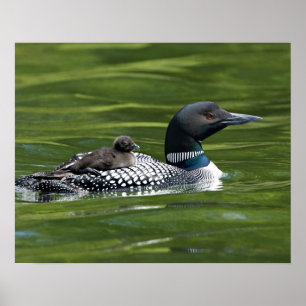 Noord-Amerika, Canada, British Columbia, Lac Le Poster