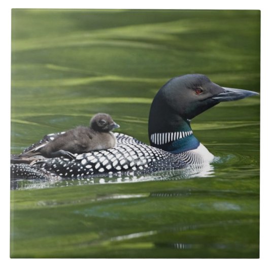 Noord-Amerika, Canada, British Columbia, Lac Le Tegeltje (Voorkant)