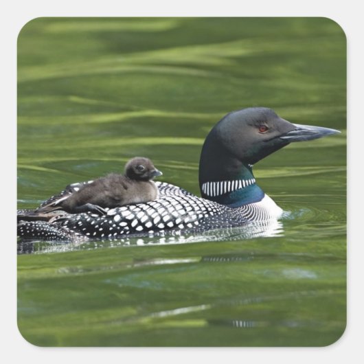 Noord-Amerika, Canada, British Columbia, Lac Le Vierkante Sticker (Voorkant)