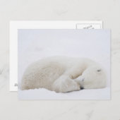 Noord-Amerika, Canada, Manitoba, Churchill. 3 Briefkaart (Voorkant / Achterkant)