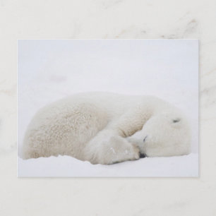 Noord-Amerika, Canada, Manitoba, Churchill. 3 Briefkaart