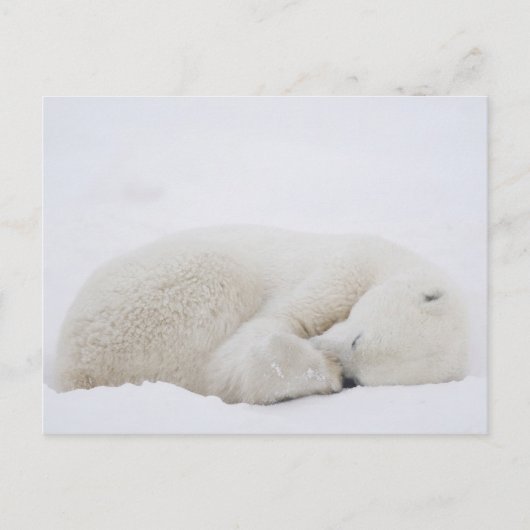 Noord-Amerika, Canada, Manitoba, Churchill. 3 Briefkaart (Voorkant)