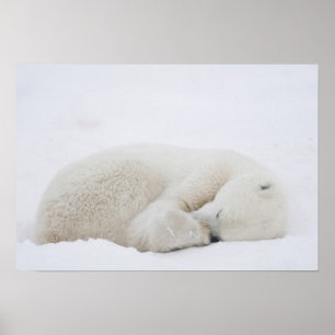 Noord-Amerika, Canada, Manitoba, Churchill. 3 Poster