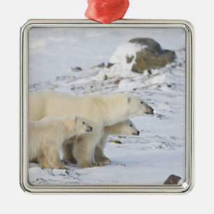 Noord-Amerika, Canada, Manitoba, Churchill. 4 Metalen Ornament