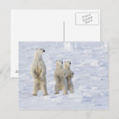 Noord-Amerika, Canada, Manitoba, Churchill. 5 Briefkaart (Voorkant / Achterkant)