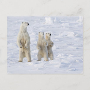 Noord-Amerika, Canada, Manitoba, Churchill. 5 Briefkaart