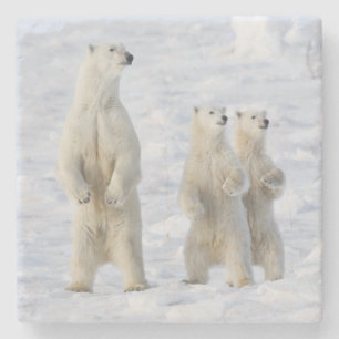 Noord-Amerika, Canada, Manitoba, Churchill. 5 Stenen Onderzetter