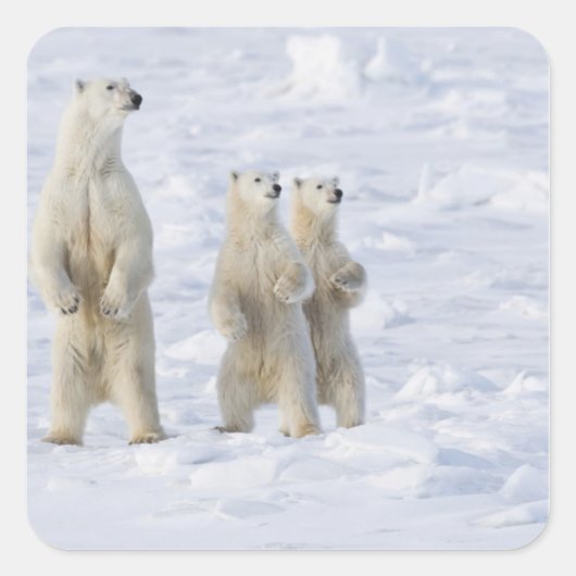 Noord-Amerika, Canada, Manitoba, Churchill. 5 Vierkante Sticker (Voorkant)