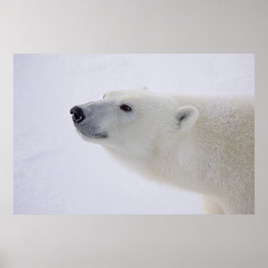 Noord-Amerika, Canada, Manitoba, Churchill. 7 Poster (Voorkant)