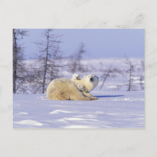 Noord-Amerika, Canada, Manitoba, Churchill. 9 Briefkaart