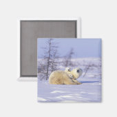 Noord-Amerika, Canada, Manitoba, Churchill. 9 Magneet (Voorkant / Achterkant)