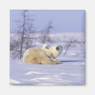 Noord-Amerika, Canada, Manitoba, Churchill. 9 Magneet