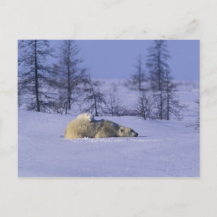 Noord-Amerika, Canada, Manitoba, Churchill Briefkaart