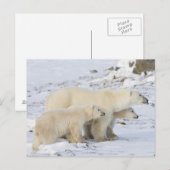 Noord-Amerika, Canada, Manitoba, Churchill Briefkaart (Voorkant / Achterkant)