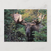 Noord-Amerika, Canada, Nova Scotia, Cape Breton Briefkaart (Voorkant)