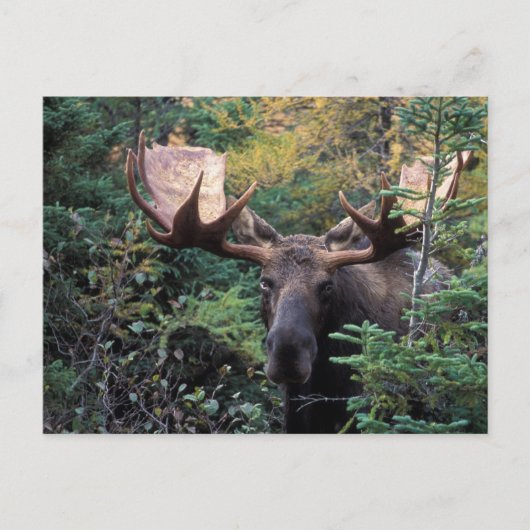 Noord-Amerika, Canada, Nova Scotia, Cape Breton Briefkaart (Voorkant)