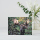 Noord-Amerika, Canada, Nova Scotia, Cape Breton Briefkaart (Staand voorkant)