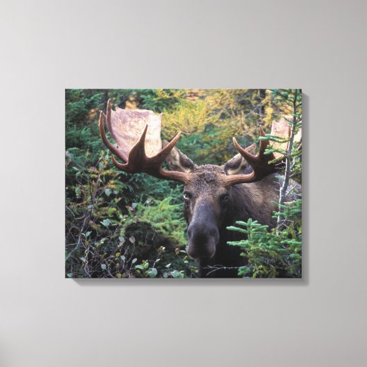 Noord-Amerika, Canada, Nova Scotia, Cape Breton Canvas Afdruk (Voorkant)