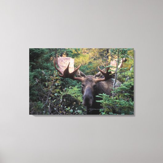 Noord-Amerika, Canada, Nova Scotia, Cape Breton Canvas Afdruk (Voorkant)