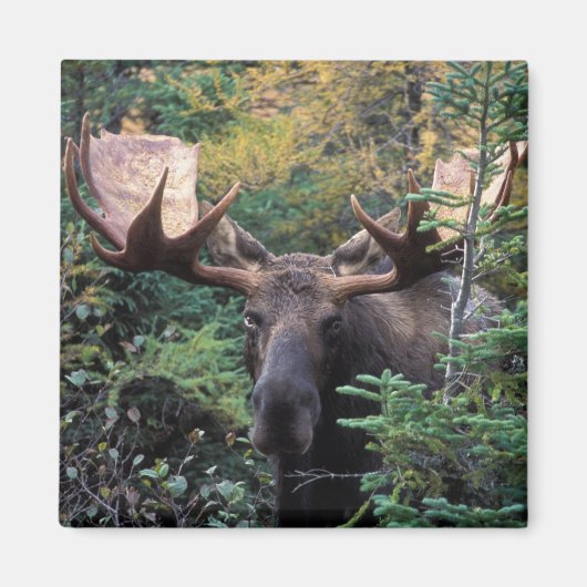 Noord-Amerika, Canada, Nova Scotia, Cape Breton Magneet (Voorkant)