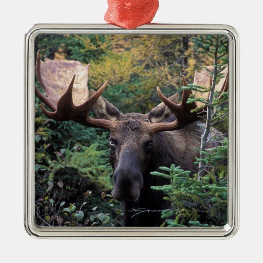 Noord-Amerika, Canada, Nova Scotia, Cape Breton Metalen Ornament (Voorkant)