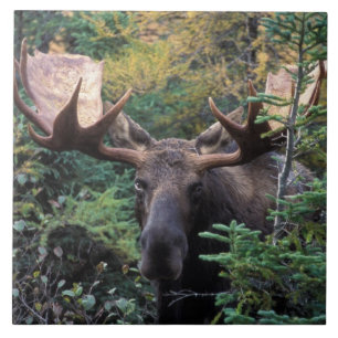 Noord-Amerika, Canada, Nova Scotia, Cape Breton Tegeltje