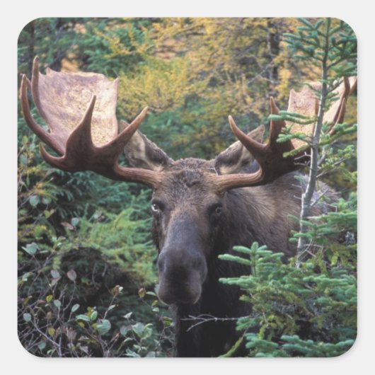 Noord-Amerika, Canada, Nova Scotia, Cape Breton Vierkante Sticker (Voorkant)