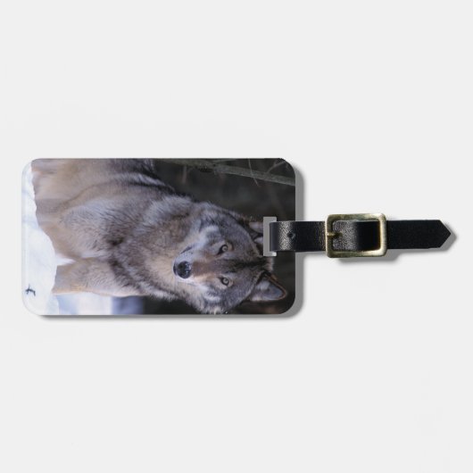 Noord-Amerika, Canada, Oost-Canada, Grijze wolf Bagagelabel (Voorkant horizontaal)