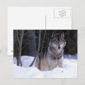 Noord-Amerika, Canada, Oost-Canada, Grijze wolf Briefkaart (Voorkant / Achterkant)
