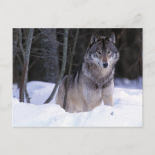Noord-Amerika, Canada, Oost-Canada, Grijze wolf Briefkaart