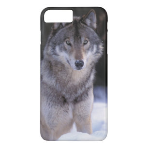 Noord-Amerika, Canada, Oost-Canada, Grijze wolf Case-Mate iPhone Case